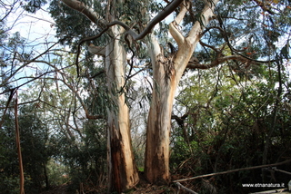 Eucalipto di parco Cosentini